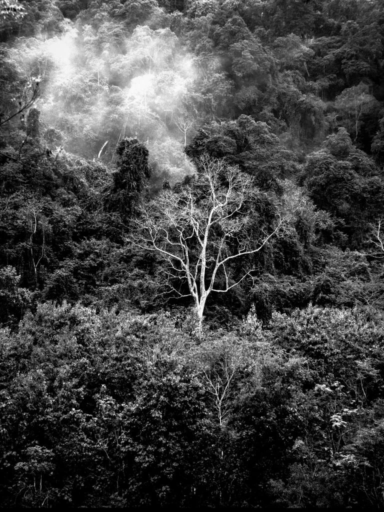 Late afternoon light piercing a tall dipterocarp canopy in Sabah, Borneo